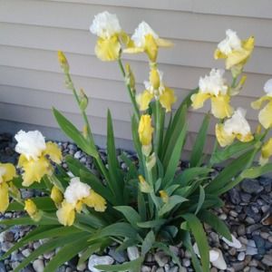 Meet your Posher, Carolyn